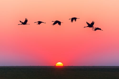 Birds Flying Over Body Of Water During Golden Hour