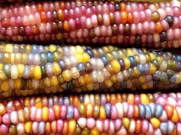 農民種出了像玉石一樣的玉米，卻怎麼也高興不起來