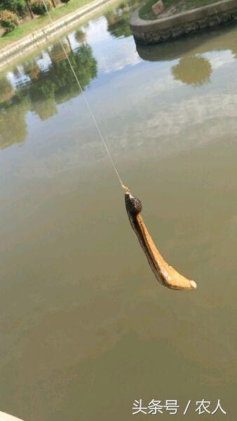 小伙河邊釣魚，釣上一條軟綿綿的東西，湊近一看魚鉤都不要了