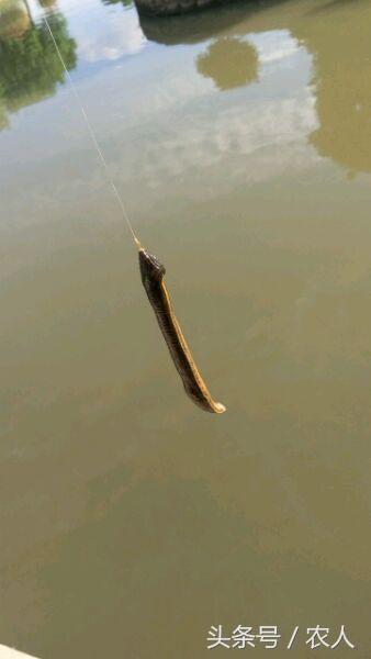 小伙河邊釣魚，釣上一條軟綿綿的東西，湊近一看魚鉤都不要了