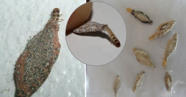 [問題] 南美短鯛吃蠹蟲蛹嗎